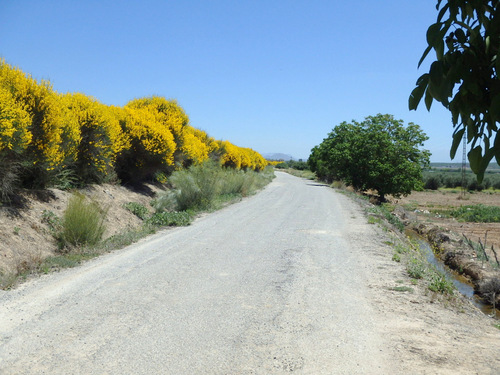 We get to smell Spanish Broom for 3-4 kilometers. It smells heavenly.